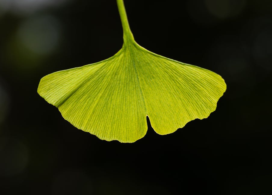 Ginkgo Biloba: Benefícios Reais, Doses e Para Quem É Indicado - Integravita