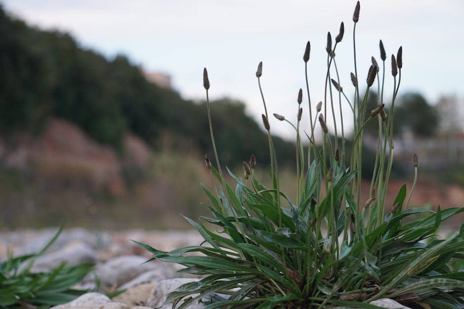 Rhodiola Rosea: O Adaptógeno para Stress, Fadiga Mental e Performance - Integravita