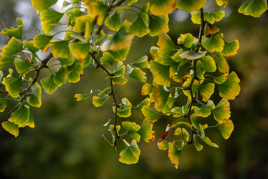 Ginkgo Biloba: Benefícios Reais, Doses e Para Quem É Indicado - Integravita
