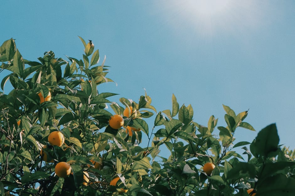 Melhor Vitamina D Custo-Benefício: Qual Comprar no Brasil em 2026 - Integravita