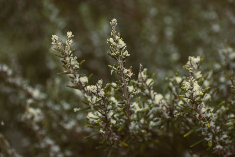 Rhodiola Rosea: O Adaptógeno para Stress, Fadiga Mental e Performance - Integravita