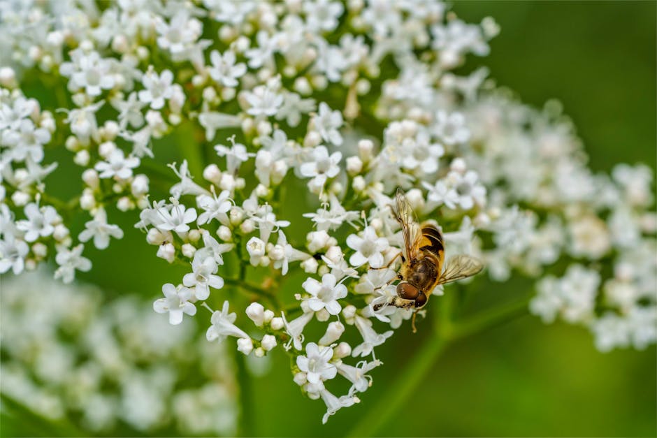 Valeriana: Funciona Mesmo para Sono? O Que a Ciência Diz - Integravita